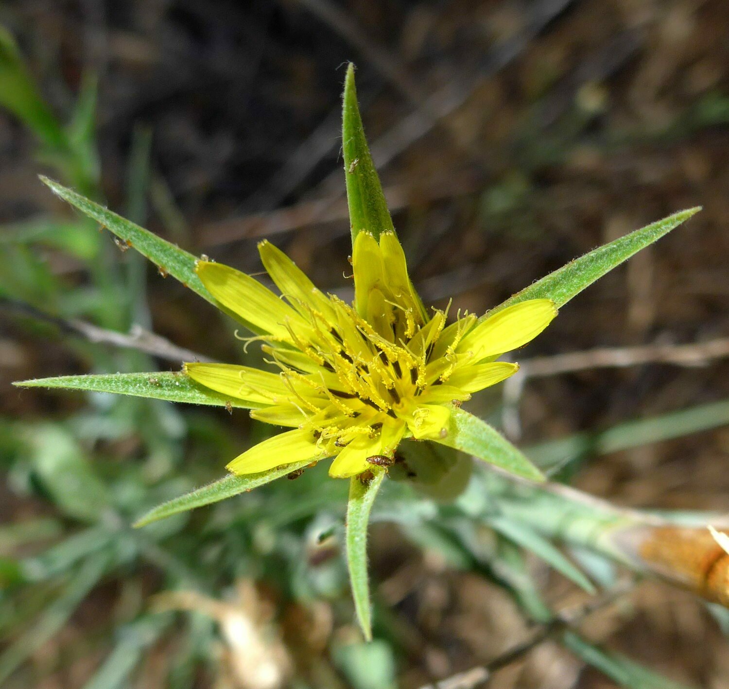 High Resolution Tragopogon dubius Flower